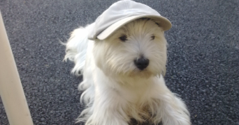 tiffany pet sitter à ANGLEFORT 01350_3