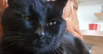 galadriel pet sitter à BOURG LA REINE 92340_8