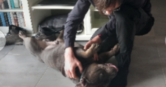 benoit pet sitter à BURES SUR YVETTE 91440_4