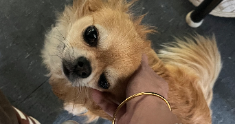 lola pet sitter à Maisons-Alfort 94700_7