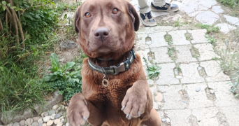 rachel pet sitter à MONTPELLIER 34000_9