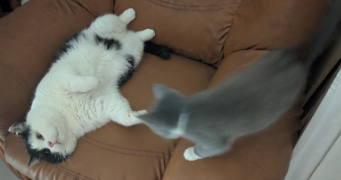 angelica pet sitter à ESVRES 37320_2