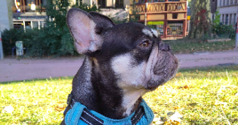 joanna pet sitter à ROUEN 76000_9