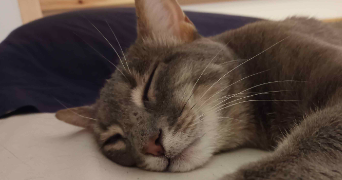 marie pet sitter à LYON 09 69009_0