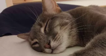 marie pet sitter à LYON 09 69009