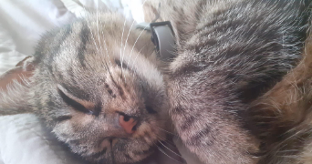 elsa pet sitter à TOULOUGES 66350_4