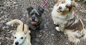 line pet sitter à GIF SUR YVETTE 91190_2