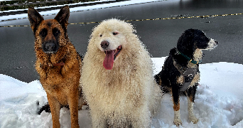 fanny pet sitter à LA CELLE SUR MORIN 77515_2