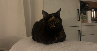 kelly pet sitter à CERGY 95800_1