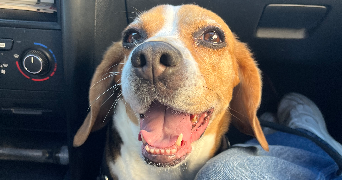 lola pet sitter à BORDEAUX 33300_1