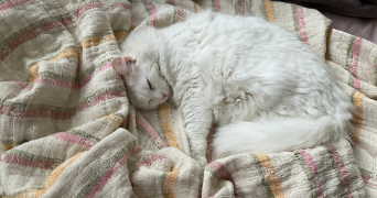 clémence cat sitter à VALENCE 26000_3