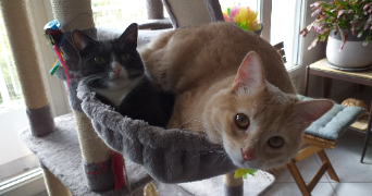 cannelle cat sitter à FREJUS 83600_1