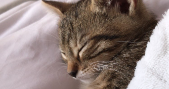 massaro pet sitter à DECINES CHARPIEU 69150_2