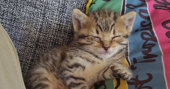 lili pet sitter à Vitrolles 13127_3