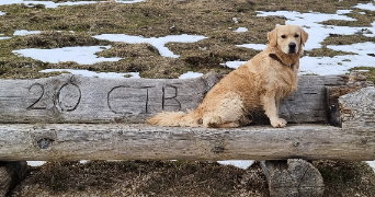 ambre pet sitter à BAVANS 25550_1