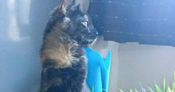 caroline pet sitter à BORDEAUX 33100_4