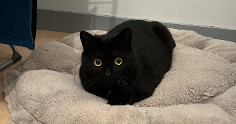 mickaela pet sitter à Saint brieuc 22000_5