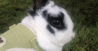 axelle pet sitter à MOIDIEU DETOURBE 38440_2