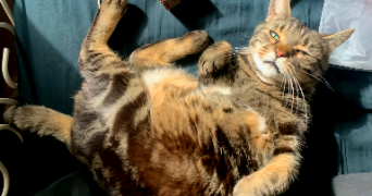 anaïs pet sitter à LE MESNIL ESNARD 76240_1