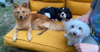 audrey dog sitter à MAREIL MARLY 78750_2