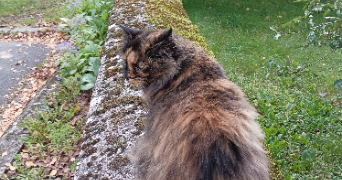 noémie pet sitter à WOLFSKIRCHEN 67260_2