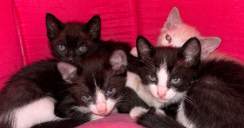 tasnim pet sitter à ROUBAIX 59100_2