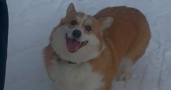 eloise pet sitter à CHOISY LE ROI 94600_4