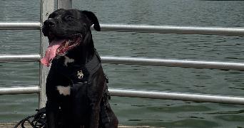 loan pet sitter à ST OUEN SUR SEINE 93400_5