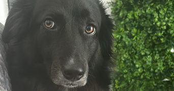 marine pet sitter à TOULOUSE 31500_1