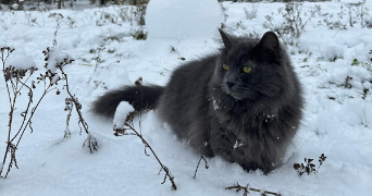 salah pet sitter à LILLE 59260_3