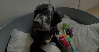 thea pet sitter à Pujo le plan 40190_4