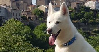 corinne  pet sitter à RAZES 87640_4