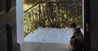 camille pet sitter à TOULON 83200_2