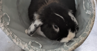 clémence pet sitter à MARSEILLE 08 13008_9