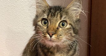 valeria pet sitter à NANTES 44200_7