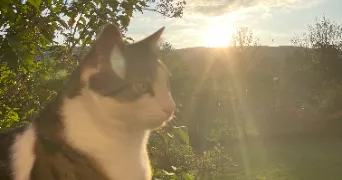 justine pet sitter à OUTRIAZ 01430