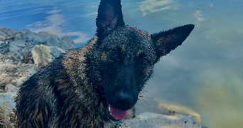 marie pet sitter à BELFORT 90000_6