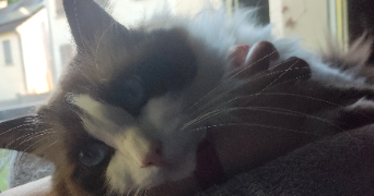 anais pet sitter à THORIGNY SUR MARNE 77400_8