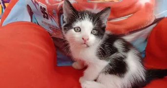 lisa pet sitter à Nevers 58000
