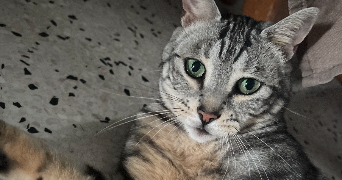 emilie pet sitter à Saint Raphaël 83700_4