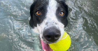 laureen pet sitter à VALENTIGNEY 25700_2
