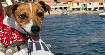 lilou pet sitter à LAMBERSART 59130_3