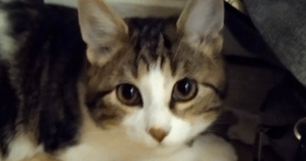 ismael pet sitter à SANNOIS 95110_0