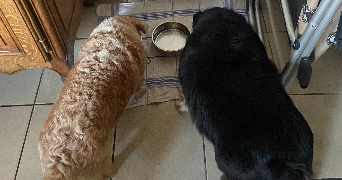 elise pet sitter à LILLERS 62190_6