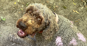 laurent pet sitter à HUNINGUE 68330_0