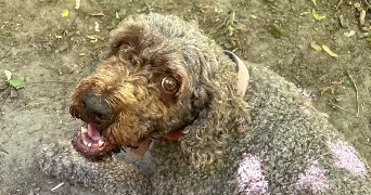 laurent pet sitter à HUNINGUE 68330