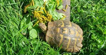 cyrille pet sitter à LUCON 85400_8