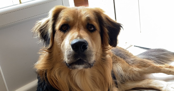 mathilda pet sitter à BEDEILLE 64460_4