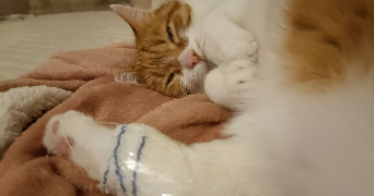 lilou pet sitter à MULHOUSE 68100_7