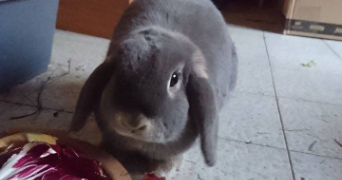 anita pet sitter à CHATELLERAULT 86100_1